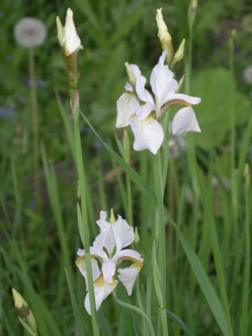 iris sibirica var.alba